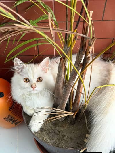 parsian triple coat