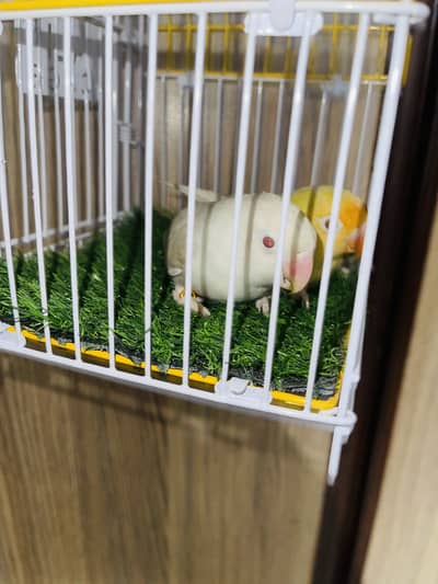 Lovebirds, java and suncunore chick for sale