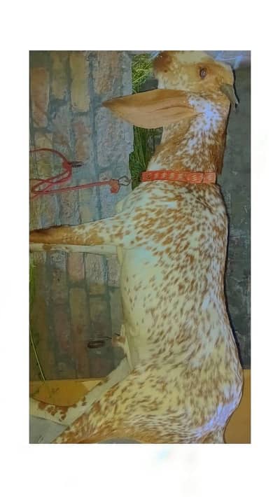 Makhi Chena Bakra top quality 8 month age