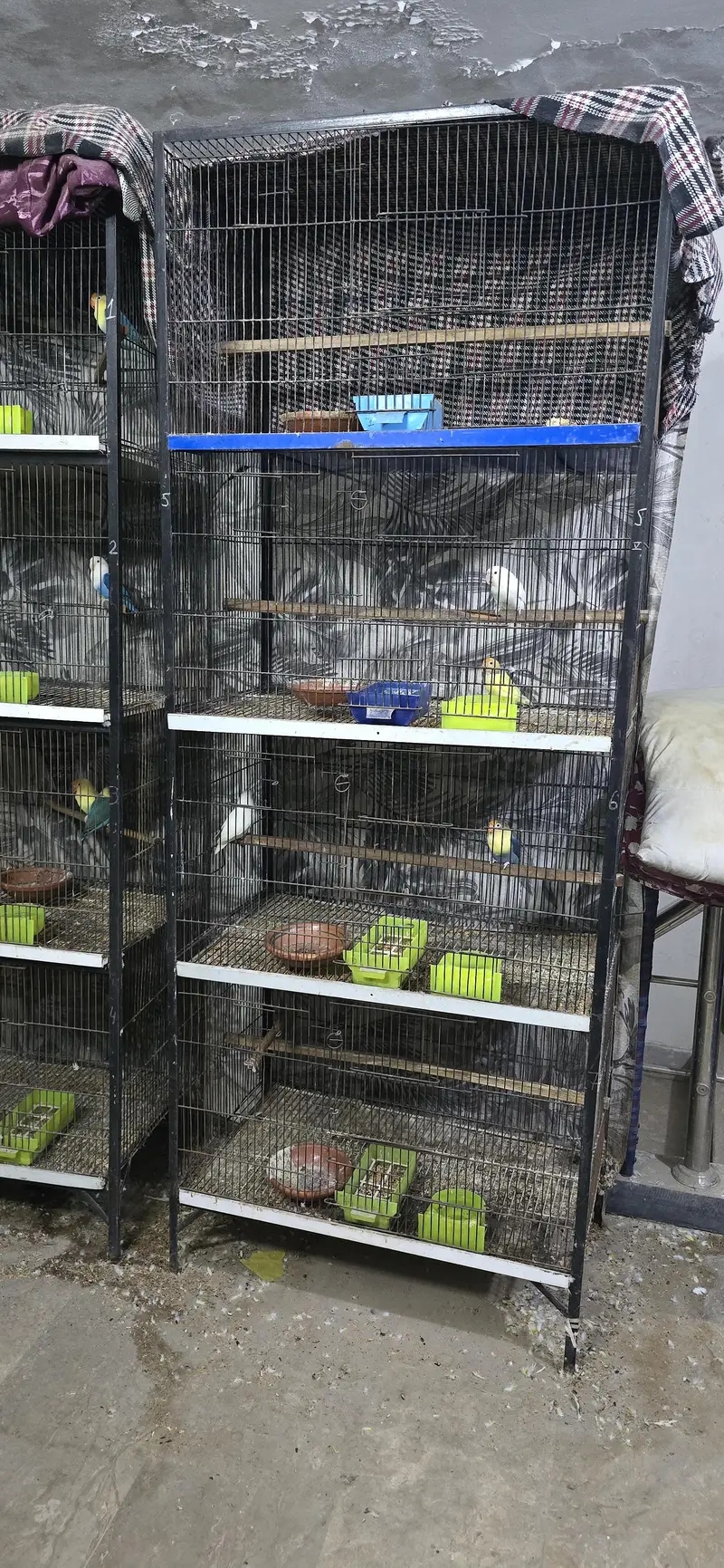 Birds Cage
