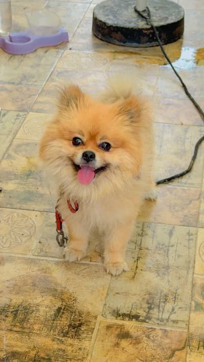 Pomeranian male dog