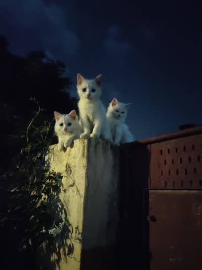 Persian cats Triple coated