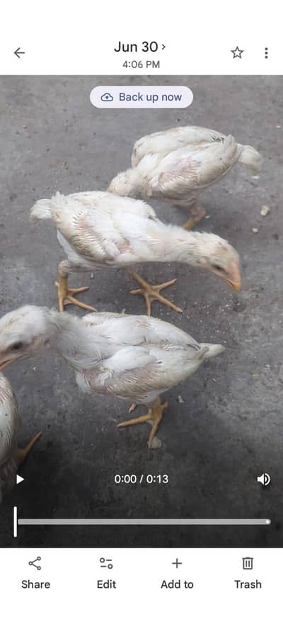 White King oh shamo chicks available