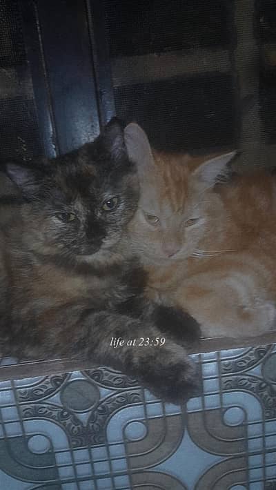 2 persian cats