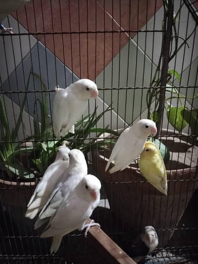 Beautiful Lovebird Breeder Pairs For Sale – Active, Healthy & Playful