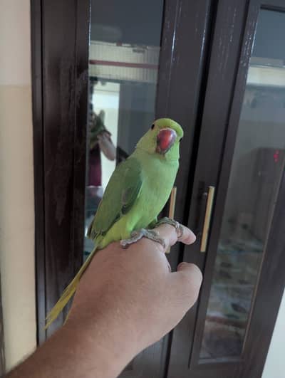 Hand Tame zero bite Ringneck Parrot