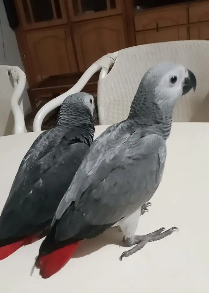 African gray self pair/03156376925