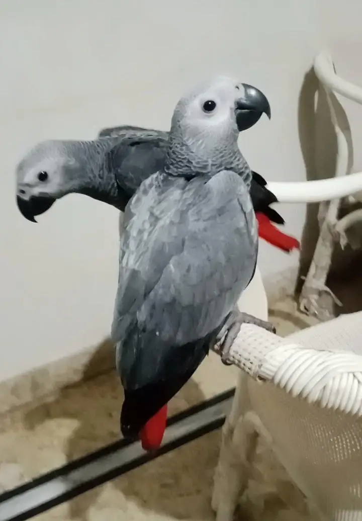 African gray self pair/03156376925 — photo 2