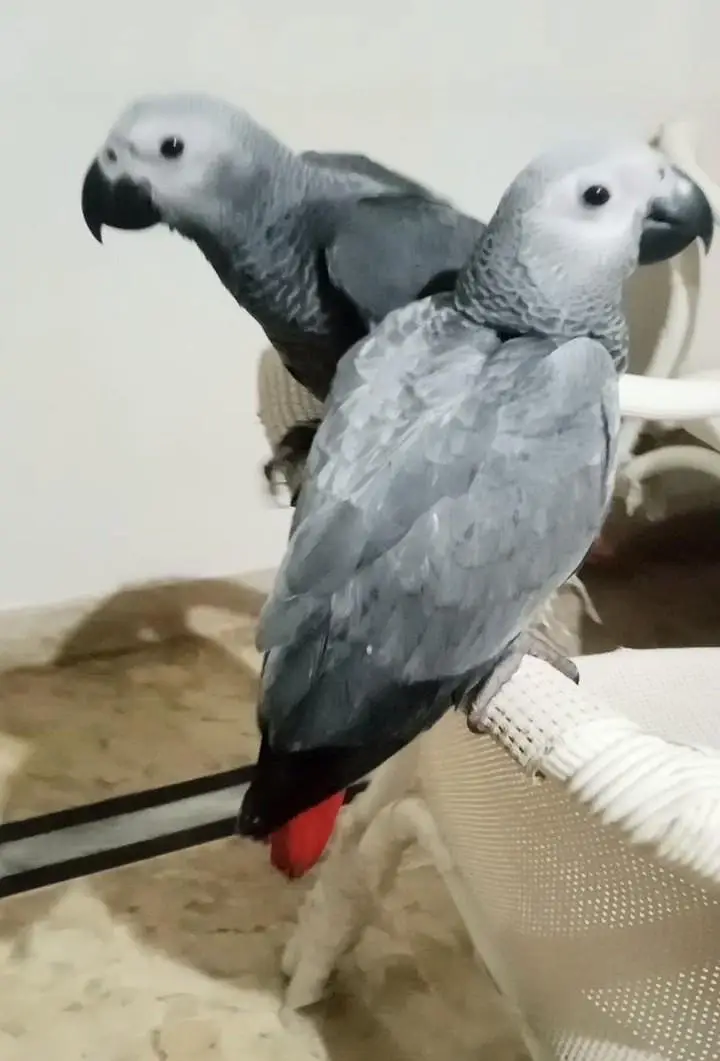 African gray self pair/03156376925 — photo 3