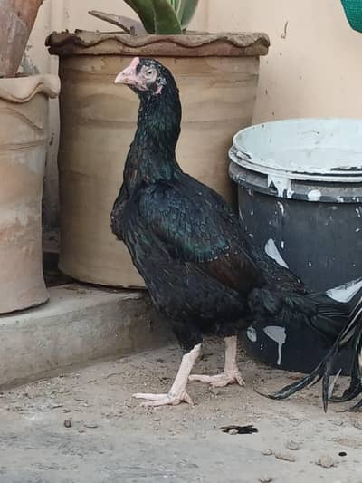 Mianwali Aseel Hen