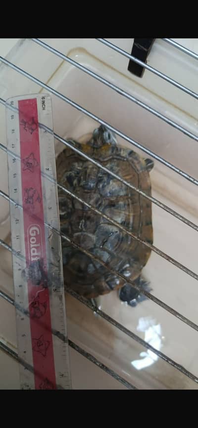 red eared slider turtle