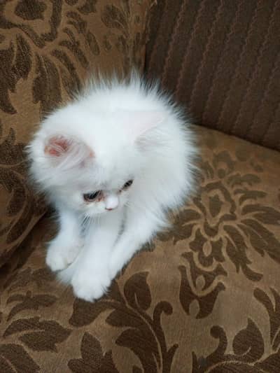 Persian kitten available for sale