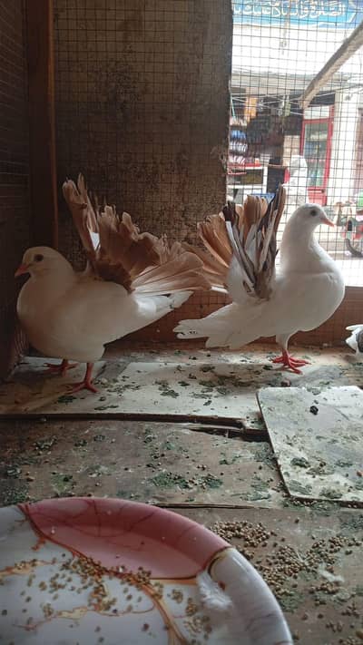 Brown Tail or Sentient peigon For sale
