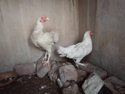 aseel pure heera for sale