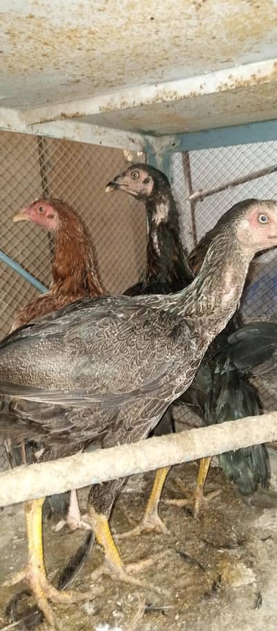 Pure purani Desi Village Breed