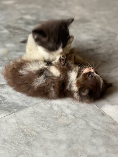 persian triple coat kittens for sale
