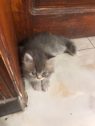 less/ low priced/ long coat/ high quality/ xpunch/ female/l persian
