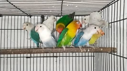 love bird breeder pair