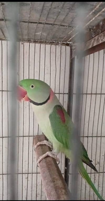 Alexandrine wild parakeet