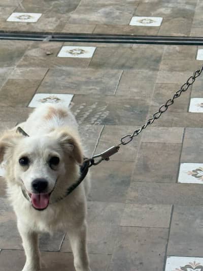 german spitz dog age 6 months