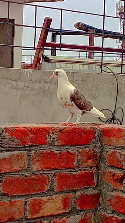 Healthy active pigeon