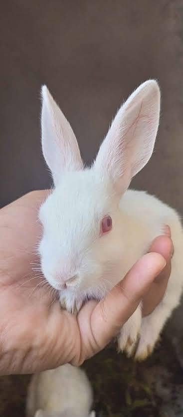 Rabbit 1