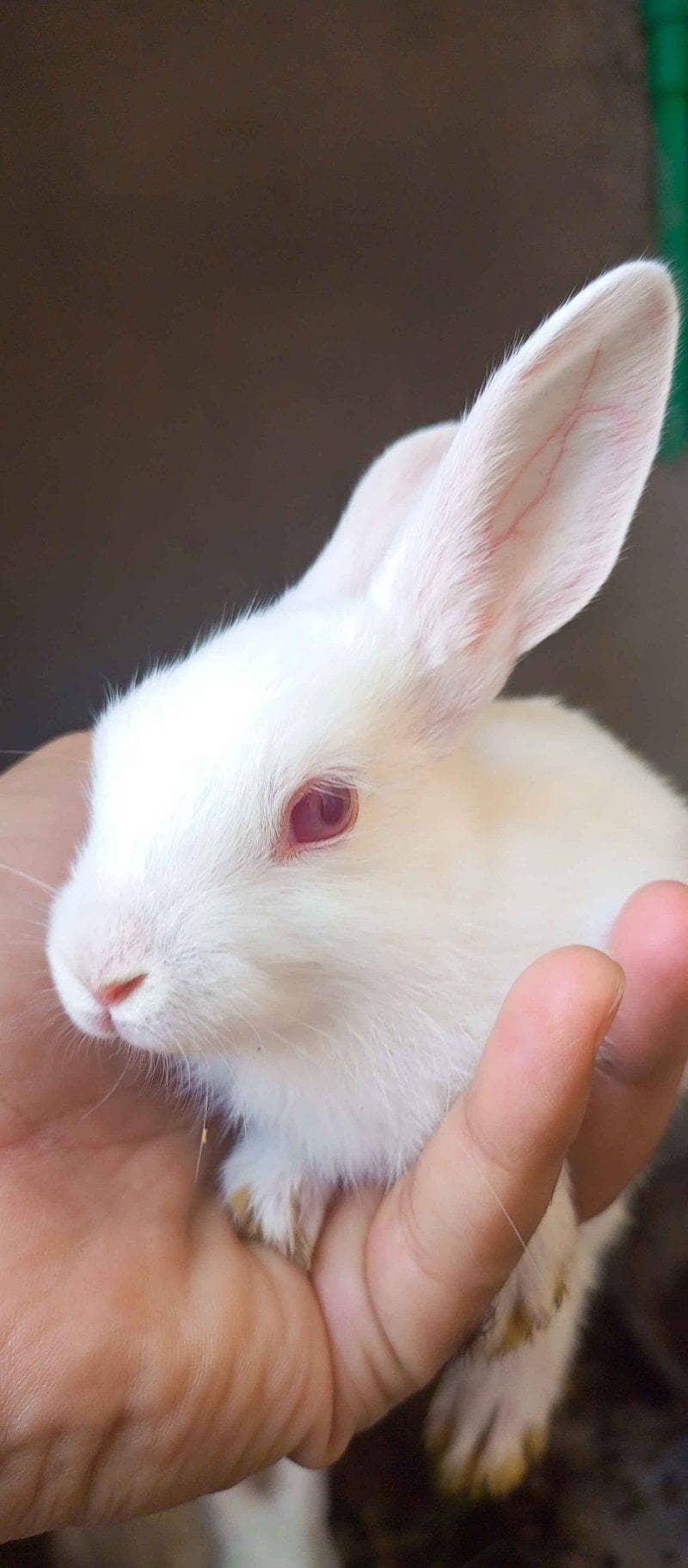 Rabbit 3