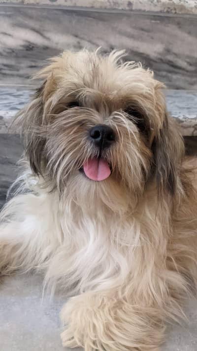 Female Shih Tzu Toy Breed  for Sale , best family dog