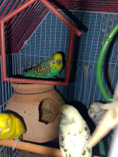 budgies king size breeder male