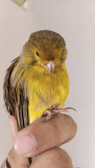 singing canary