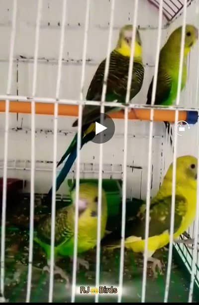 Blackwing Selfed chicks 