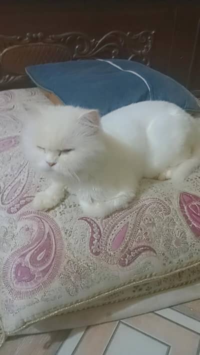 beautiful Persian female cat