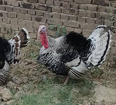 turkey pair