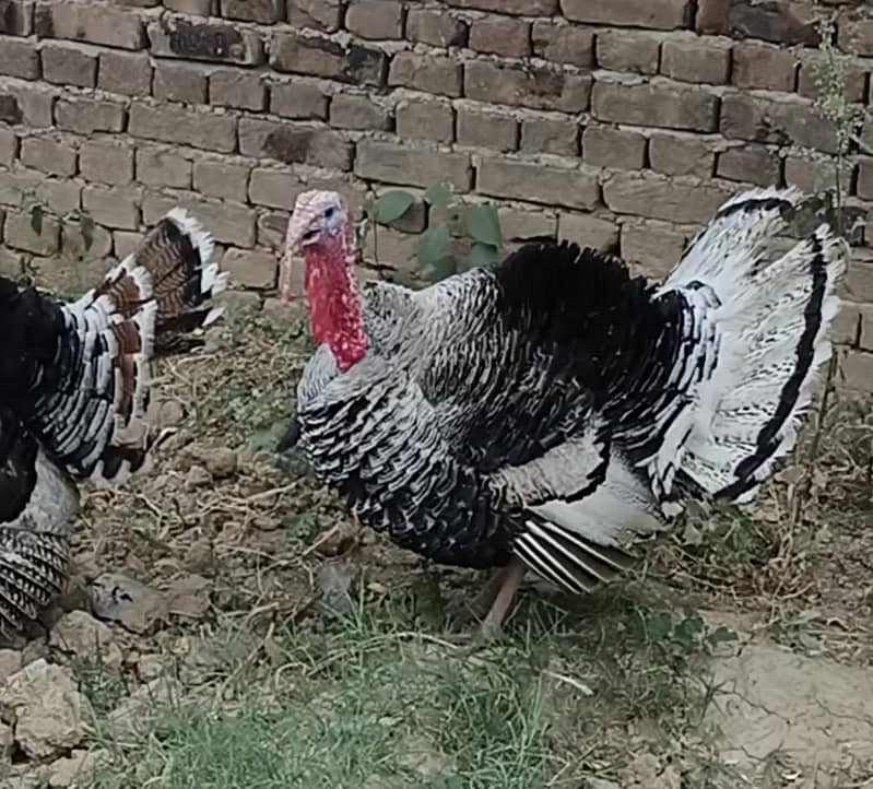 turkey pair 0