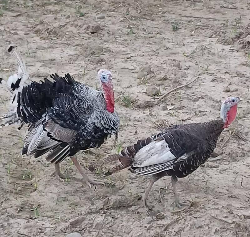 turkey pair 2