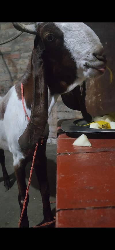 bakra 2 dant