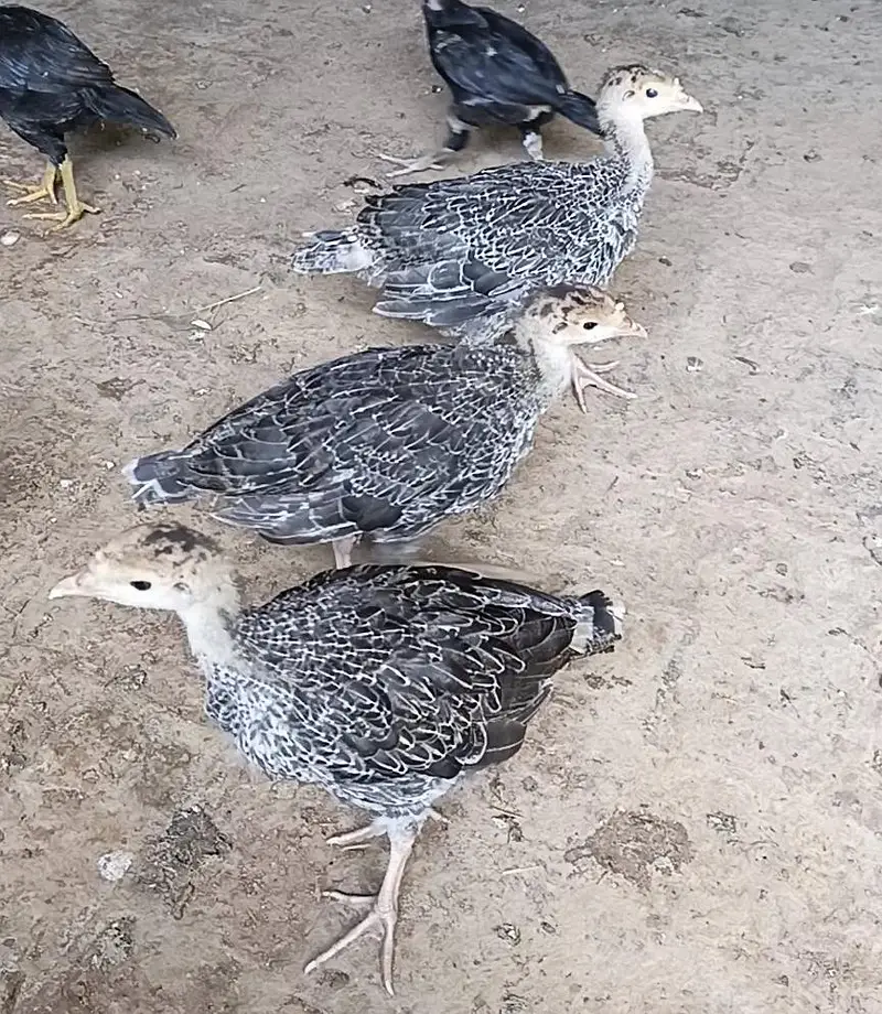 turkey chicks