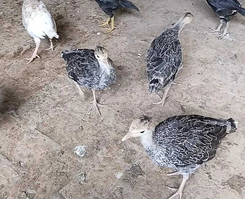 turkey chicks — photo 2