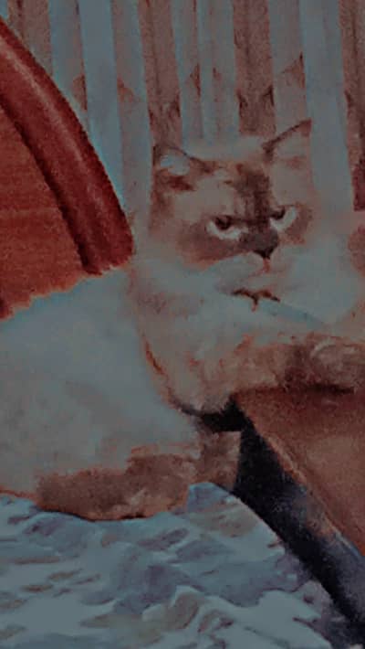 rare Siamese Persian
