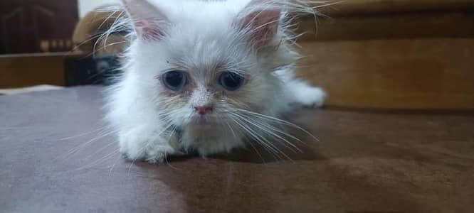 kitten Persian semi punched male 2 months