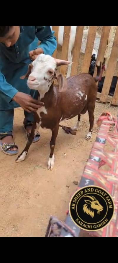 abluck chamba vaccinated male