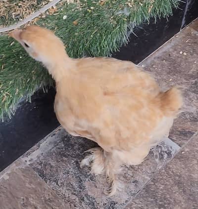 Fancy Chicks n Breeader Available