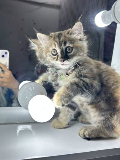 Persian double coat kitten