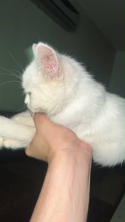 Persian Cat
