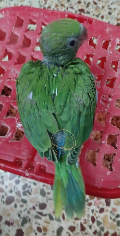 Ringneck chick