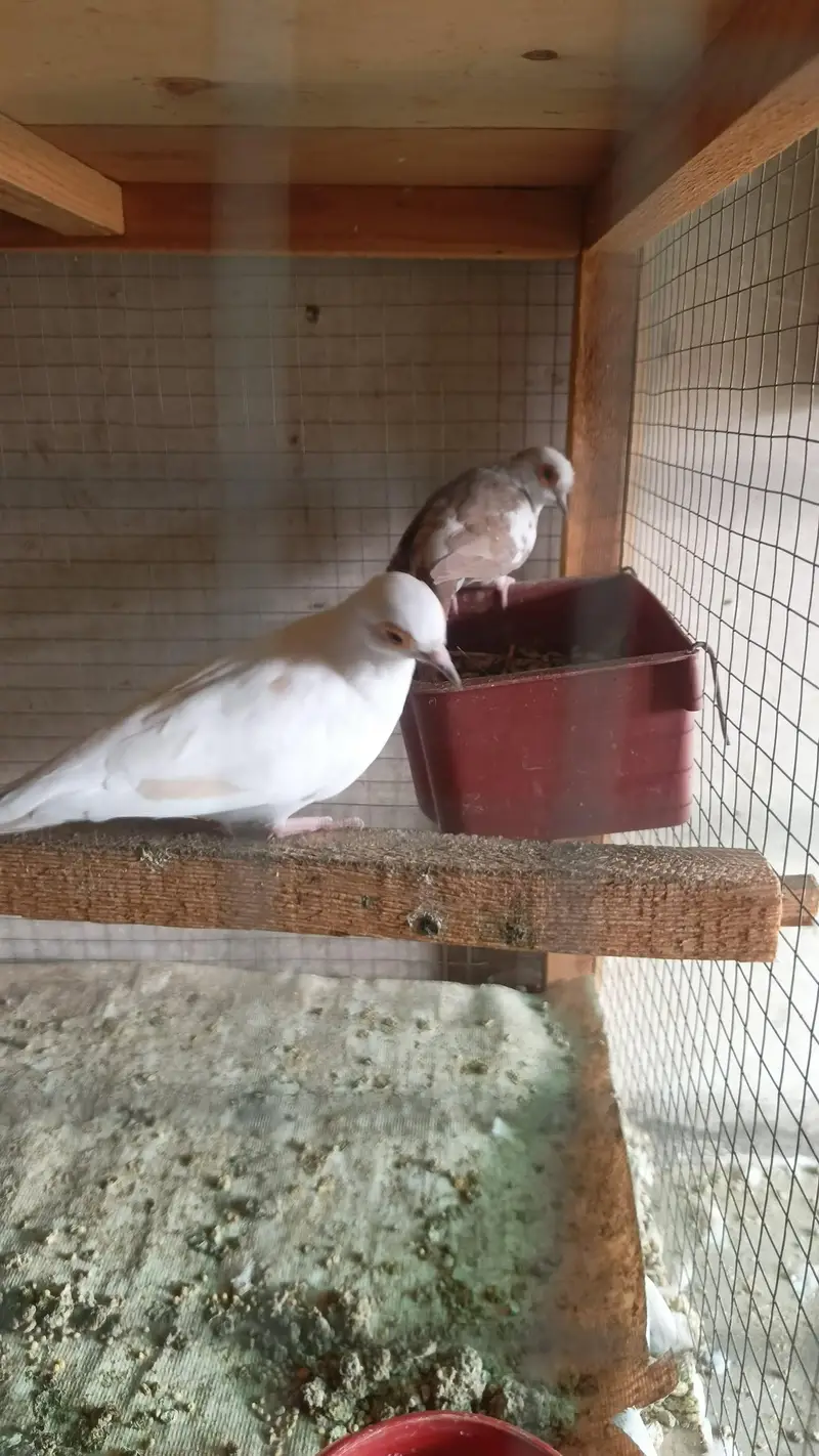 Dove/pied/khumray/Red/Diamond/Blue/Cream Red eye pair pric km ho jy gi