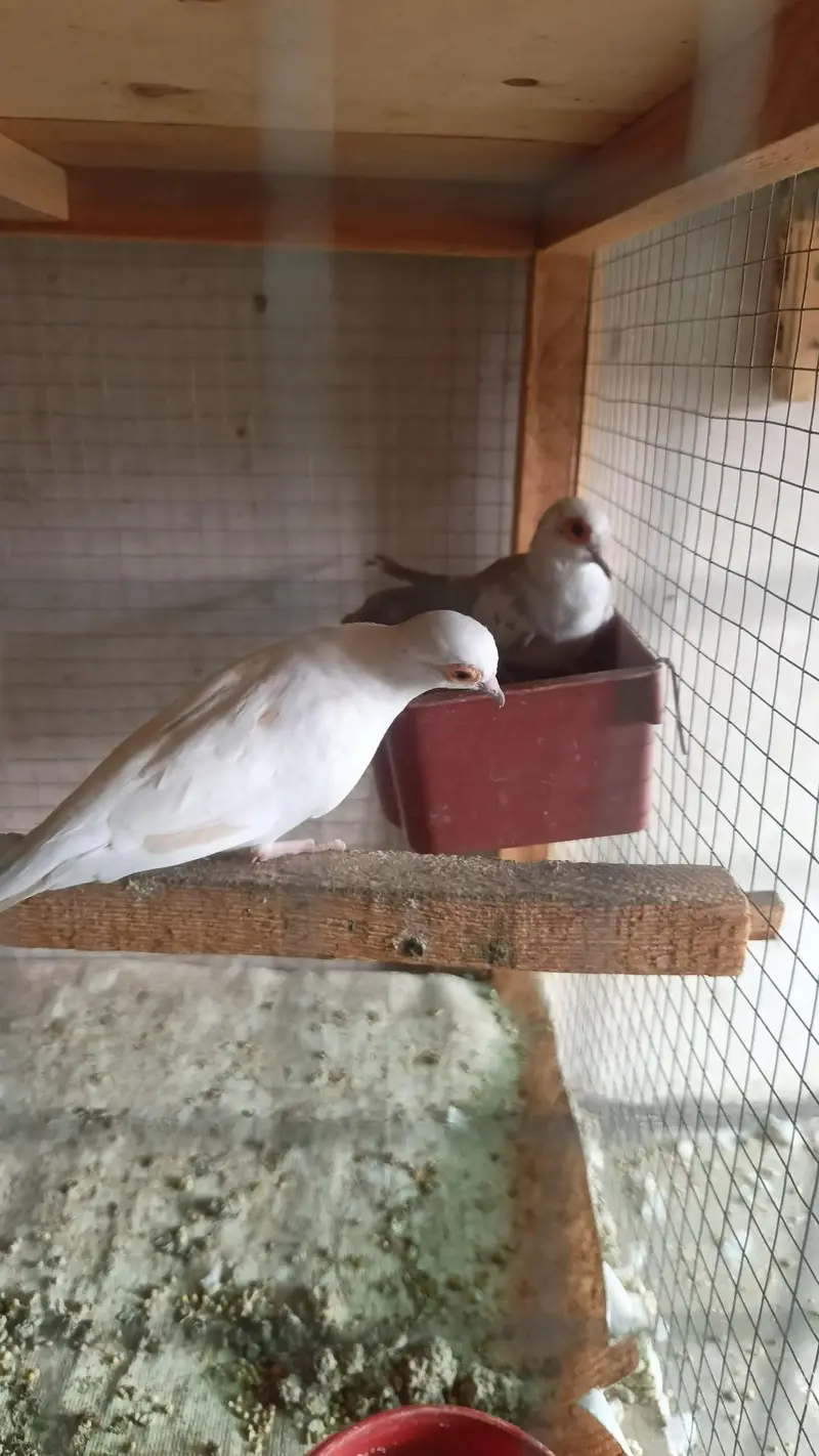 Dove/pied/khumray/Red/Diamond/Blue/Cream Red eye pair pric km ho jy gi — photo 4