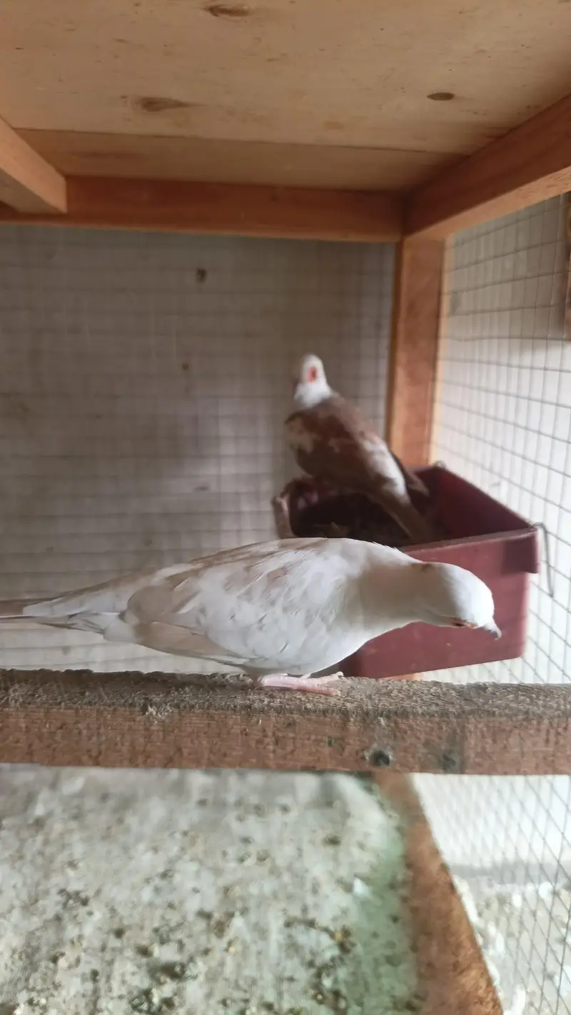 Dove/pied/khumray/Red/Diamond/Blue/Cream Red eye pair pric km ho jy gi — photo 6
