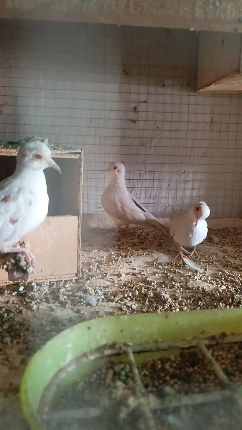 Dove/pied/khumray/Red/Diamond/Blue/Cream Red eye pair pric km ho jy gi — photo 7