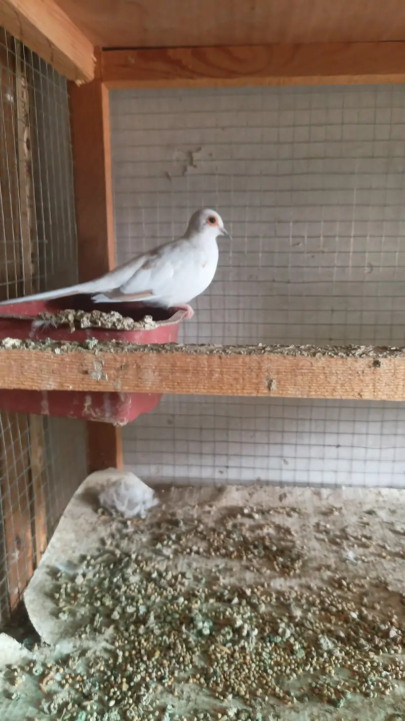 Dove/pied/khumray/Red/Diamond/Blue/Cream Red eye pair pric km ho jy gi — photo 8